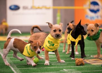Una Super Bowl perruna