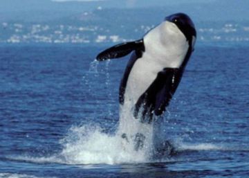 Wikie, la primera orca que logra imitar sonidos humanos