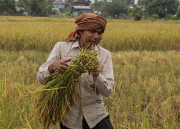 ¿Podría repetirse hoy la crisis del arroz de hace 10 años ?