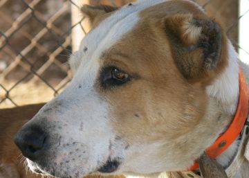 Prohibido regalar animales de compañía como premio o gratificación