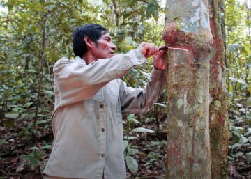 No hay indígenas sin bosques y no va a haber bosques sin indígenas
