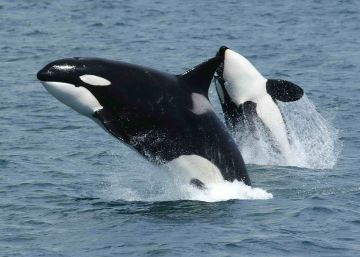 Baleia assassina ‘que fala’ mostra que as orcas podem aprender a imitar a linguagem humana