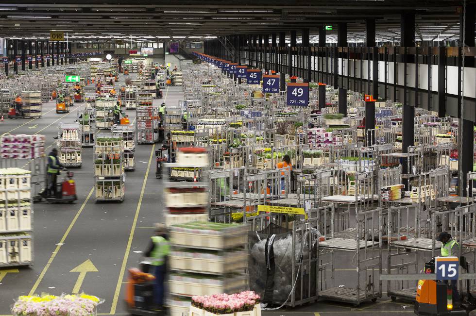 La sala de distribución a pleno rendimiento. Por este espacio pasan cerca de 27 millones de flores cada día. De su movimiento se encarga un ejército de motos tractoras.