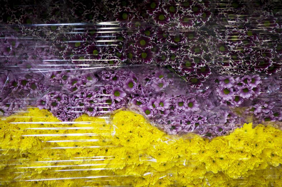 Flores empaquetadas, listas para su distribución tras la subasta en el mercado de Aalsmeer.