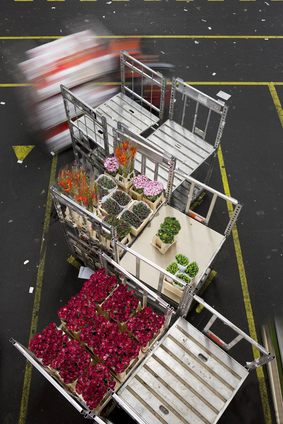 Las flores empaquetadas sobre los carritos en el área de distribución, tras haber sido subastadas.