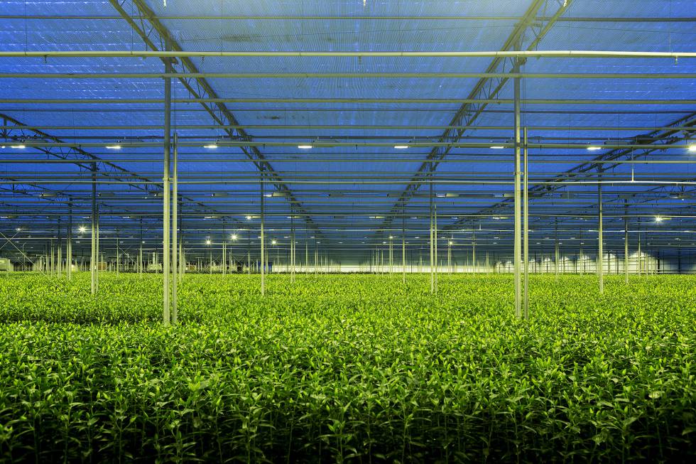 Interior de un invernadero de lirios cerca de Aalsmeer.