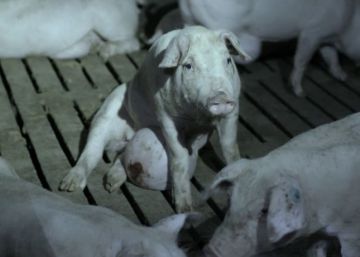 Dos supermercats belgues retiren els productes d’El Pozo per les denúncies de maltractament animal