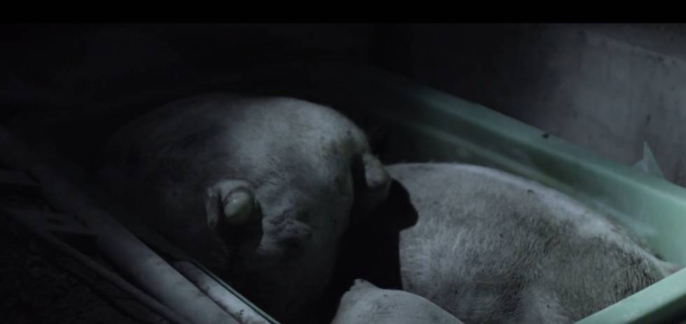 Esto opinan de 'Salvados' los activistas por los derechos de los animales