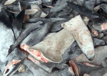 El cartílago de tiburón no solo es inútil contra el cáncer, es algo más