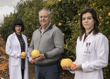 El sabor de las mandarinas nació en un solo árbol