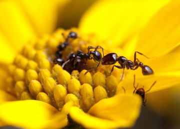 Estas hormigas llevan un exoesqueleto de antibióticos
