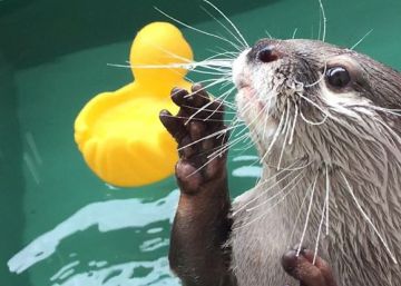 ‘Krull’, la nutria ‘instagramer’ que suma ya casi 50.000 seguidores