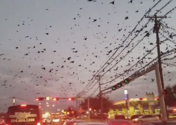 Un ejército de aves invade las calles de Houston