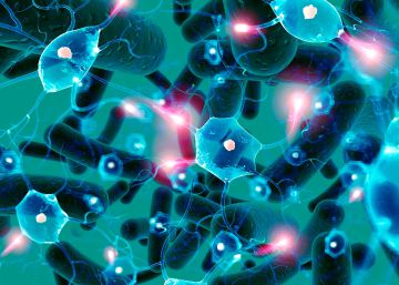 Un estudio vincula la ingesta de bacterias con mejoras en la impulsividad
