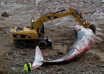 Hallada muerta una ballena de 18 metros en una playa de Asturias