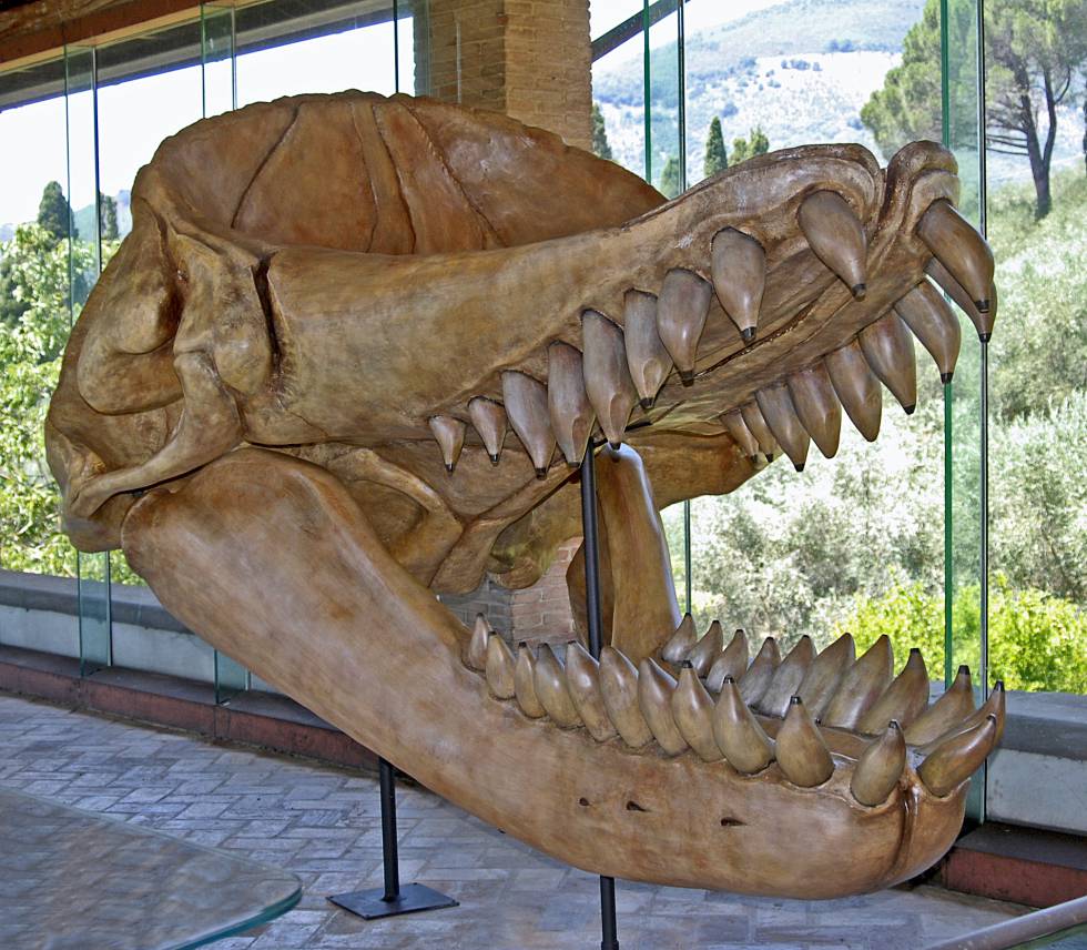 Reconstrucción del cráneo del 'Leviathan melvillei'.