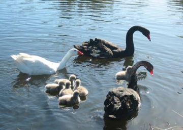 Morre Thomas, o ganso bisexual que viveu 24 anos com um cisne até ele lhe abandonar por outra