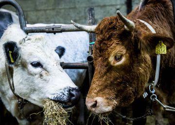 ‘Hermien’, la vaca que se dio a la fuga y se salvó del matadero