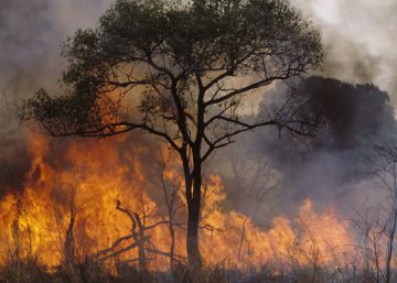Los buenos propósitos no bastan: la deforestación avanza