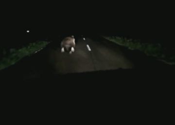 Doscientos mil euros de multa por perseguir y grabar a un oso en una carretera de Asturias