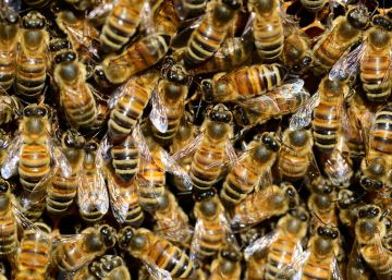 La guerra civil de las abejas