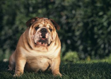 Mi perro no es gracioso, está gordo