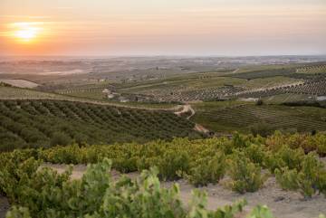 El viñedo Lagar las Puentes, en Montilla.