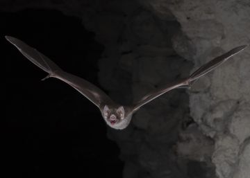 Este vampiro usa centenares de patógenos para poder chupar la sangre
