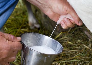 El Gobierno paraliza la regulación de la venta de leche cruda