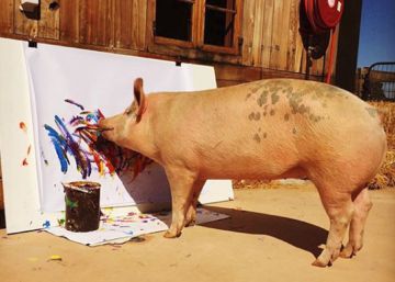 ‘Pigcasso’, a porca que pinta quadros de arte abstrata, e os vende por mil euros