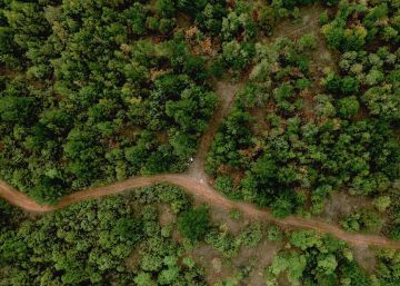 Para frenar la deforestación hay que pasar a la acción