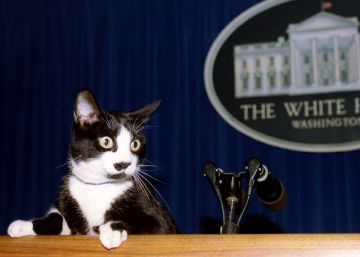 Socks, o gato dos Clinton que inspirou o Dia Internacional do Gato