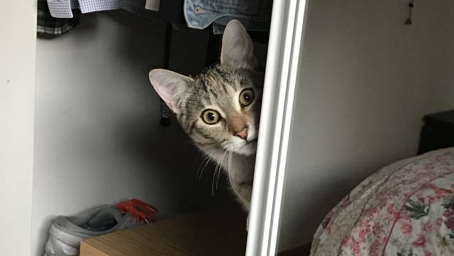 A mí no me gustan los gatos