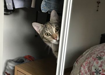 A mí no me gustan los gatos