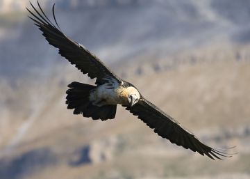Los quebrantahuesos ponen huevos en los Picos de Europa 60 años después