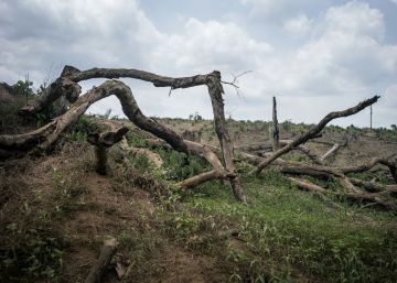 ¿Cuántas conferencias más sobre deforestación?