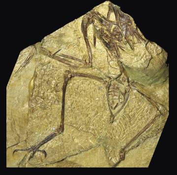 Fósil del 'Concornis lacustris' hayado en Las Hoyas (Cuenca)