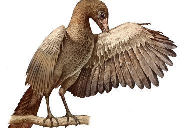 El pájaro que inventó el vuelo moderno en tiempo de los dinosaurios