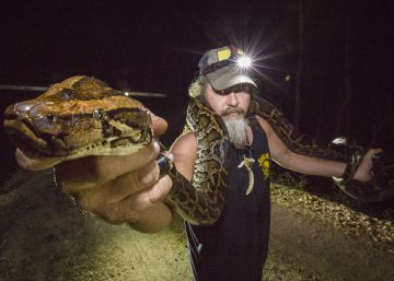 À caça da pitón birmana, a espécie invasora que ameaça Flórida
