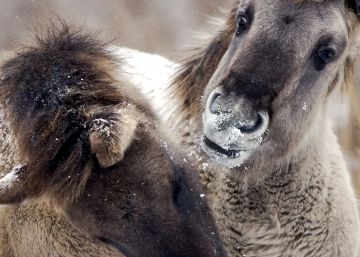 Qué hacer con los animales que mueren de hambre en plena ola de frío