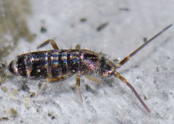 Descubiertas 15 nuevas especies de invertebrados en la Sierra de Guadarrama