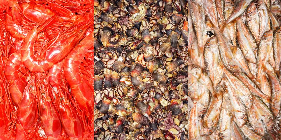 Mercamadrid, la otra arca de Noé