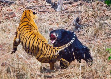 Ursa enfrenta tigre para proteger seu filhote na Índia