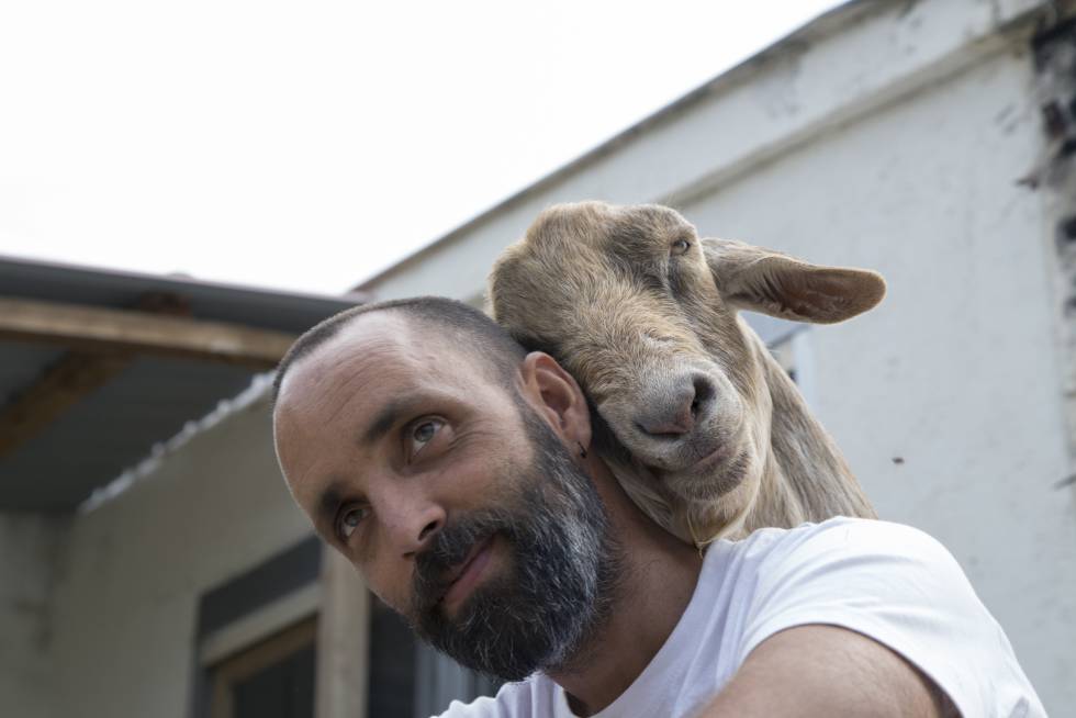 ¿Granjas con vacas y cerdos que nadie se va a comer? Así son los santuarios de animales