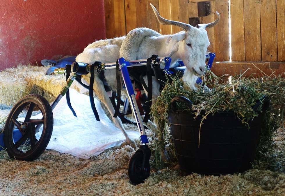 ¿Granjas con vacas y cerdos que nadie se va a comer? Así son los santuarios de animales