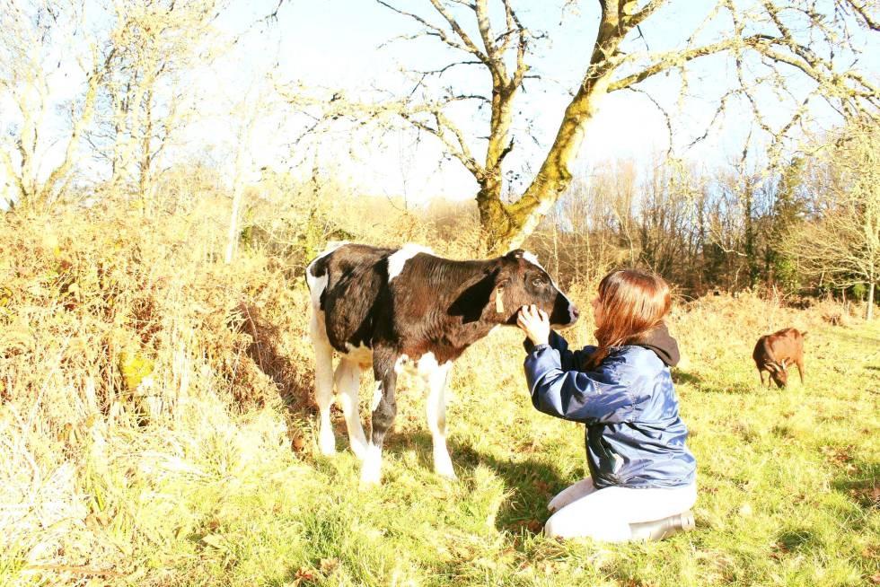 ¿Granjas con vacas y cerdos que nadie se va a comer? Así son los santuarios de animales