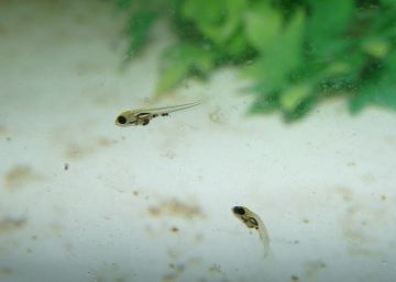Las pirañas rojas se reproducen por primera vez en cautividad en España