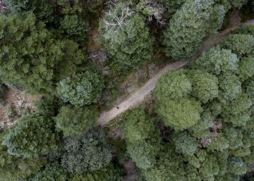 El abeto prehistórico recupera sus fueros al sur de España