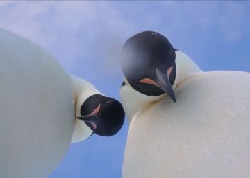 Dos pingüinos emperador se hacen un ‘selfie’ en la Antártida