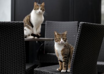 La brigada que protege a los gatos